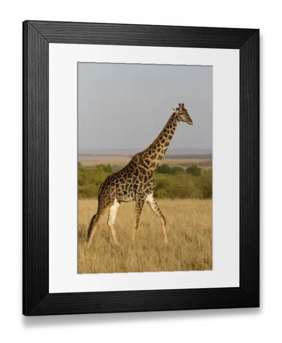 Framed Print : Masai Giraffe (Giraffa camelopardalis tippelskirchi) adult male, walking in savannah, Masai Mara National Reserve Framed Print : Masai Giraffe (Giraffa camelopardalis tippelskirchi) adult male, walking in savannah, Masai Mara National Reserve