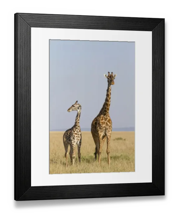 Framed Print : Masai Giraffe (Giraffa camelopardalis tippelskirchi) adult female and young, standing in savannah Framed Print : Masai Giraffe (Giraffa camelopardalis tippelskirchi) adult female and young, standing in savannah