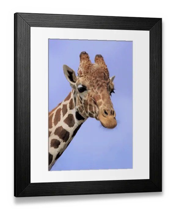 Framed Print : Reticulated Giraffe (Giraffa camelopardalis reticulata) adult, close-up of head and neck (captive) Framed Print : Reticulated Giraffe (Giraffa camelopardalis reticulata) adult, close-up of head and neck (captive)