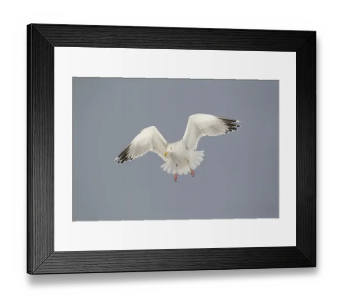 Framed Print : Herring Gull (Larus argentatus) adult, winter plumage, in flight, hovering, Suffolk, England, January Framed Print : Herring Gull (Larus argentatus) adult, winter plumage, in flight, hovering, Suffolk, England, January