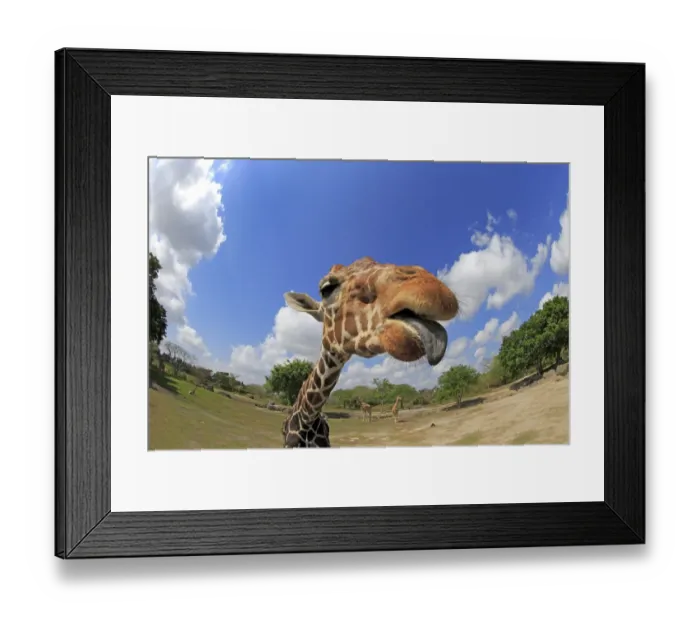 Framed Print : Reticulated Giraffe (Giraffa camelopardalis reticulata) adult, close-up of head and neck Framed Print : Reticulated Giraffe (Giraffa camelopardalis reticulata) adult, close-up of head and neck