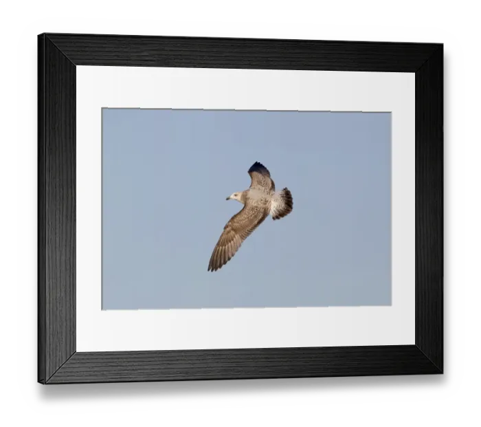 Framed Print : Montagus Harrier (Circus pygargus) adult female, in flight, on migration through mountains during blizzard