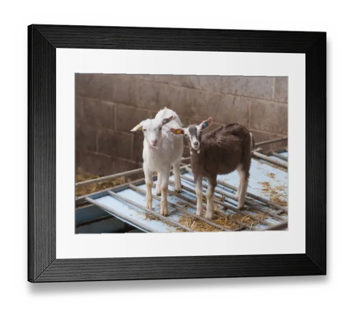 Framed Print : Domestic Goat, Saanen and Toggenburg kids, standing in straw yard, Lancashire, England, November Framed Print : Domestic Goat, Saanen and Toggenburg kids, standing in straw yard, Lancashire, England, November