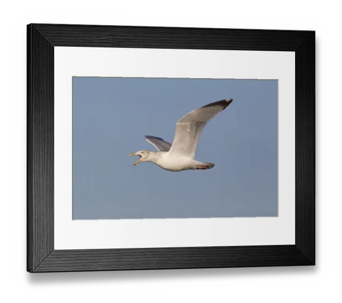 Framed Print : Herring Gull (Larus argentatus) adult, winter plumage, calling in flight, Suffolk, England, December Framed Print : Herring Gull (Larus argentatus) adult, winter plumage, calling in flight, Suffolk, England, December