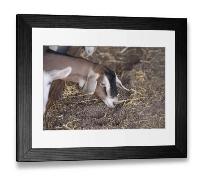 Framed Print : Domestic Goat, Toggenburg nanny goat, close-up of head, feeding on pellets at feed barrier, Lancashire, England Framed Print : Domestic Goat, Toggenburg nanny goat, close-up of head, feeding on pellets at feed barrier, Lancashire, England