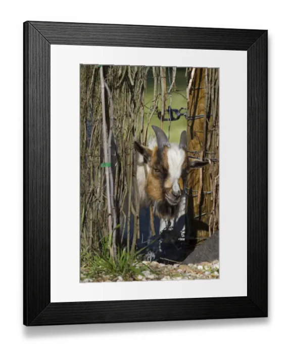 Framed Print : Domestic Goat, adult, with head pushed through fence, Spain, April Framed Print : Domestic Goat, adult, with head pushed through fence, Spain, April