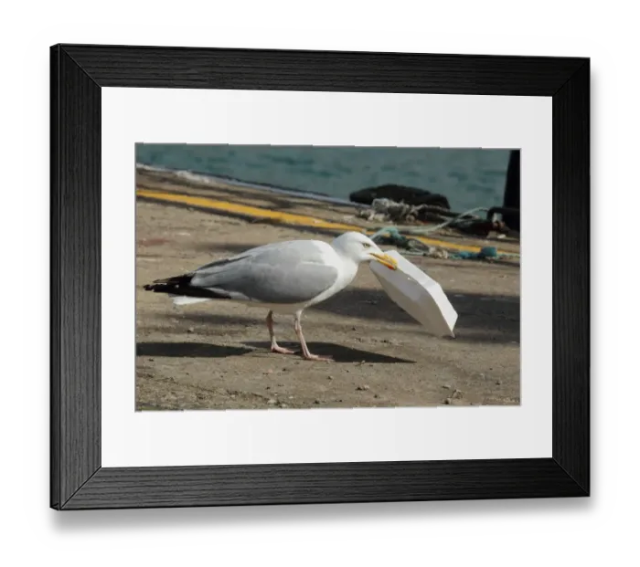 Framed Print : Herring Gull (Larus argentatus) adult, summer plumage, with polystyrene take-away food packaging in beak