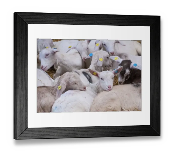 Framed Print : Domestic Goat, Saanen and crossbred kids, herd resting in straw yard, Lancashire, England, November Framed Print : Domestic Goat, Saanen and crossbred kids, herd resting in straw yard, Lancashire, England, November