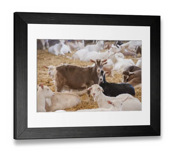 Framed Print : Domestic Goat, Saanen, Toggenburg and British Alpine nanny goats, dairy herd in straw yard, Lancashire, England Framed Print : Domestic Goat, Saanen, Toggenburg and British Alpine nanny goats, dairy herd in straw yard, Lancashire, England