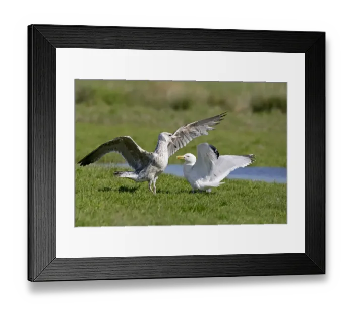 Framed Print : Herring Gull (Larus argentatus) adult, breeding plumage, and Great Black-Backed Gull (Larus marinus) immature Framed Print : Herring Gull (Larus argentatus) adult, breeding plumage, and Great Black-Backed Gull (Larus marinus) immature