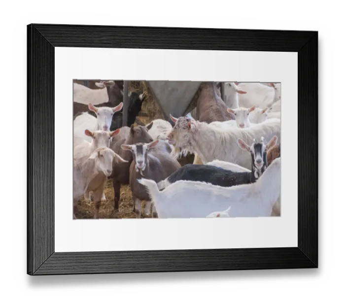 Framed Print : Domestic Goat, Toggenburg billy with Saanen, Toggenburg and British Alpine nanny goats, dairy herd in straw yard Framed Print : Domestic Goat, Toggenburg billy with Saanen, Toggenburg and British Alpine nanny goats, dairy herd in straw yard