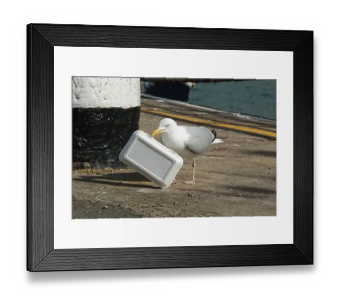 Framed Print : Herring Gull (Larus argentatus) adult, summer plumage, with polystyrene take-away food packaging in beak Framed Print : Herring Gull (Larus argentatus) adult, summer plumage, with polystyrene take-away food packaging in beak