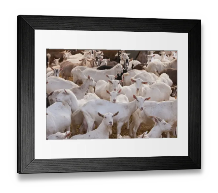 Framed Print : Domestic Goat, Saanen, Toggenburg and British Alpine nanny goats, dairy herd in straw yard, Lancashire, England Framed Print : Domestic Goat, Saanen, Toggenburg and British Alpine nanny goats, dairy herd in straw yard, Lancashire, England