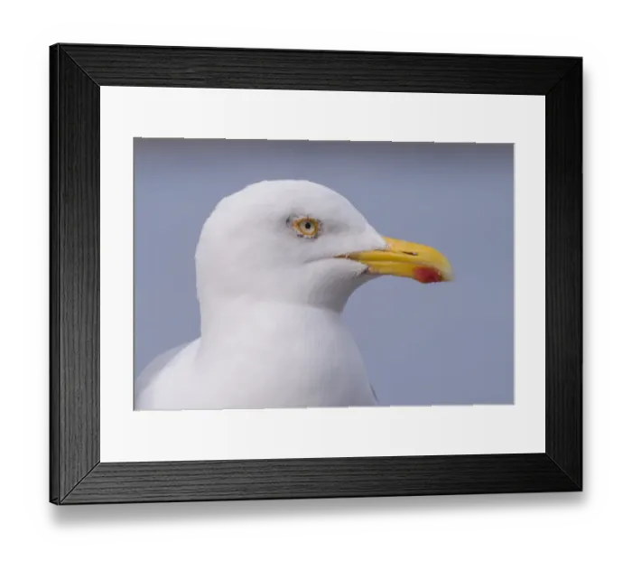 Framed Print : Herring Gull (Larus argentatus) adult, breeding plumage, close-up of head, Sennen Cove, Sennen, Cornwall, England, May Framed Print : Herring Gull (Larus argentatus) adult, breeding plumage, close-up of head, Sennen Cove, Sennen, Cornwall, England, May