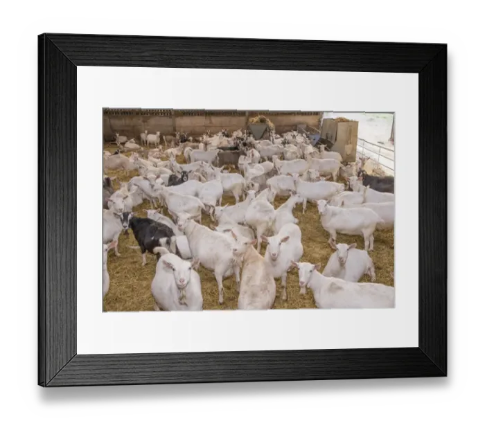 Framed Print : Domestic Goat, Saanen, Toggenburg and British Alpine nanny goats, dairy herd in straw yard, Lancashire, England