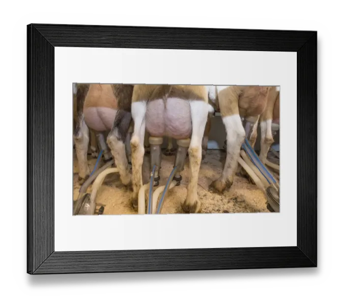 Framed Print : Domestic Goat, Saanen and British Alpine nanny goats, herd being milked in milking parlour, Lancashire, England Framed Print : Domestic Goat, Saanen and British Alpine nanny goats, herd being milked in milking parlour, Lancashire, England