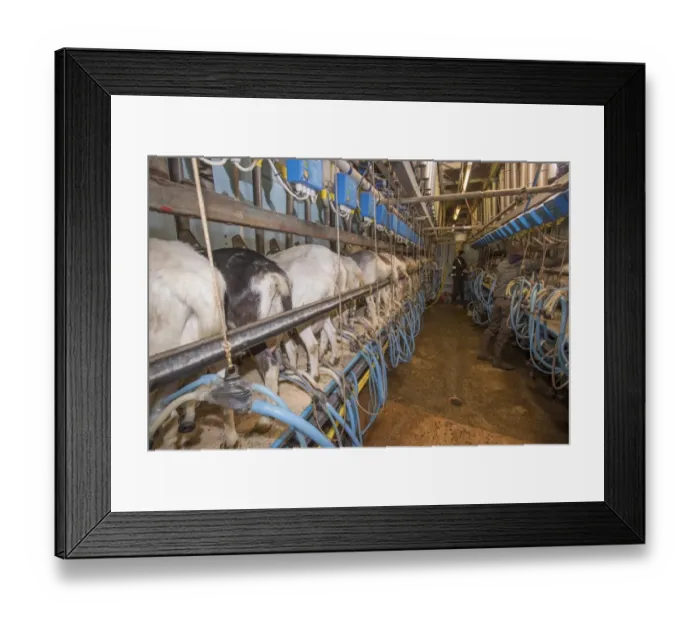 Framed Print : Domestic Goat, Saanen, Toggenburg and British Alpine nanny goats, herd being milked in milking parlour, Lancashire Framed Print : Domestic Goat, Saanen, Toggenburg and British Alpine nanny goats, herd being milked in milking parlour, Lancashire