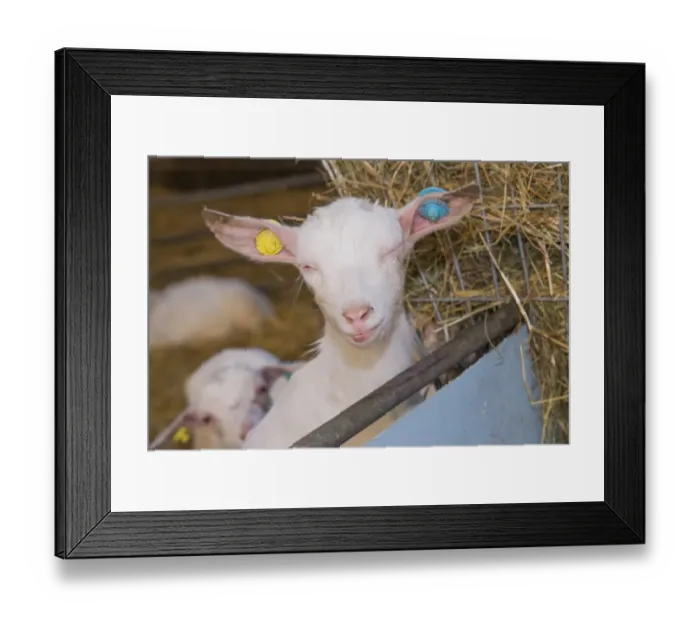 Framed Print : Domestic Goat, Saanen kid, with Pinkeye disease, close-up of head, in straw yard, Lancashire, England, February Framed Print : Domestic Goat, Saanen kid, with Pinkeye disease, close-up of head, in straw yard, Lancashire, England, February