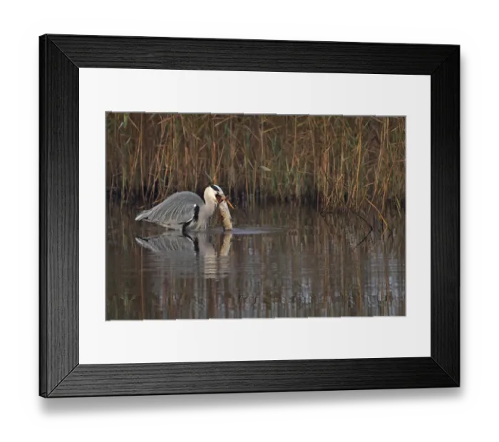 Framed Print : Grey Heron (Ardea cinerea) adult, feeding, with Northern Pike (Esox lucius) catch in beak, Strumpshaw Fen RSPB Reserve Framed Print : Grey Heron (Ardea cinerea) adult, feeding, with Northern Pike (Esox lucius) catch in beak, Strumpshaw Fen RSPB Reserve