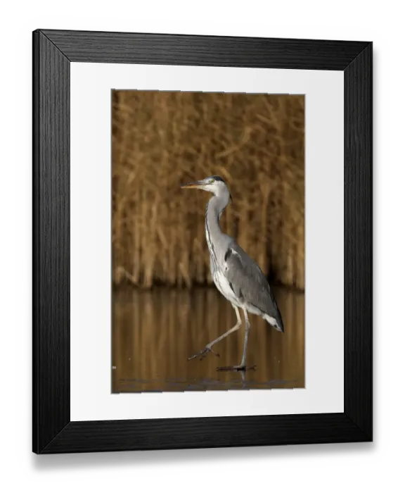 Framed Print : Grey Heron (Ardea cinerea) immature, walking on ice, Warwickshire, England, December Framed Print : Grey Heron (Ardea cinerea) immature, walking on ice, Warwickshire, England, December