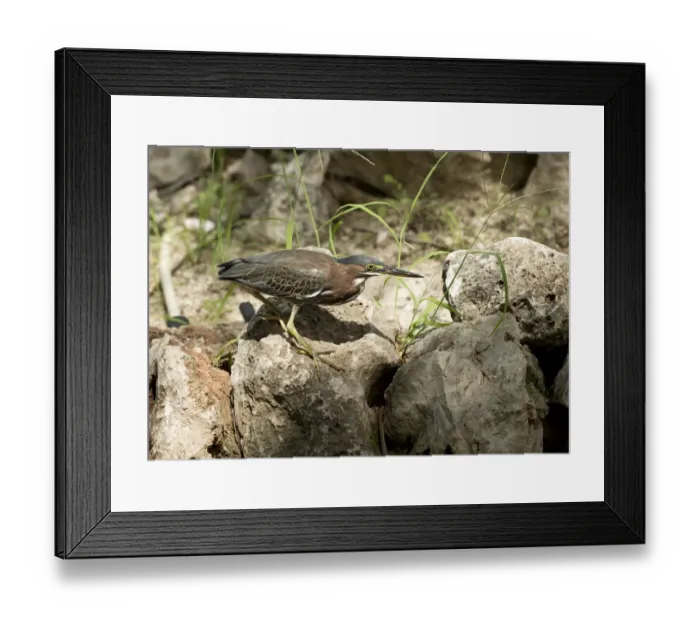 Framed Print : Green Heron (Butorides virescens) immature, hunting amongst coral outcrops, Bonaire, Leeward Antilles, Lesser Antilles Framed Print : Green Heron (Butorides virescens) immature, hunting amongst coral outcrops, Bonaire, Leeward Antilles, Lesser Antilles