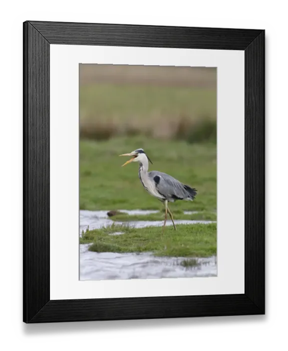 Framed Print : Grey Heron (Ardea cinerea) adult, with beak open, walking at edge of water on marshland, Suffolk, England, May Framed Print : Grey Heron (Ardea cinerea) adult, with beak open, walking at edge of water on marshland, Suffolk, England, May