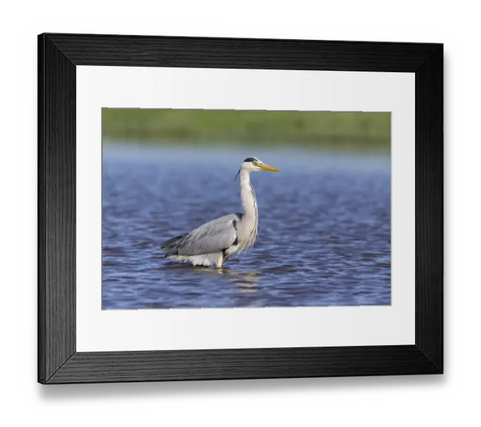 Framed Print : Grey Heron (Ardea cinerea) adult, standing in pond, Suffolk, England, May Framed Print : Grey Heron (Ardea cinerea) adult, standing in pond, Suffolk, England, May