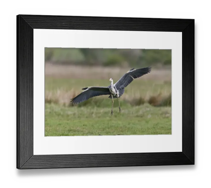 Framed Print : Grey Heron (Ardea cinerea) adult, in flight, with alulas raised, landing on marshland, Suffolk, England, May Framed Print : Grey Heron (Ardea cinerea) adult, in flight, with alulas raised, landing on marshland, Suffolk, England, May