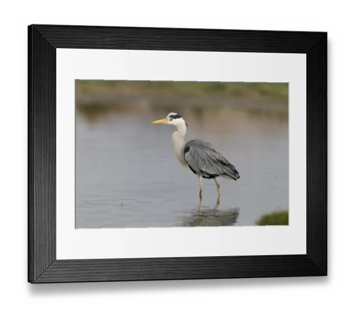 Framed Print : Grey Heron (Ardea cinerea) adult, standing in pond, Suffolk, England, May Framed Print : Grey Heron (Ardea cinerea) adult, standing in pond, Suffolk, England, May