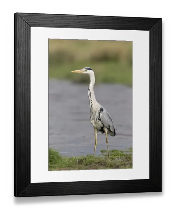 Framed Print : Grey Heron (Ardea cinerea) adult, standing at edge of water in marshland, Suffolk, England, May