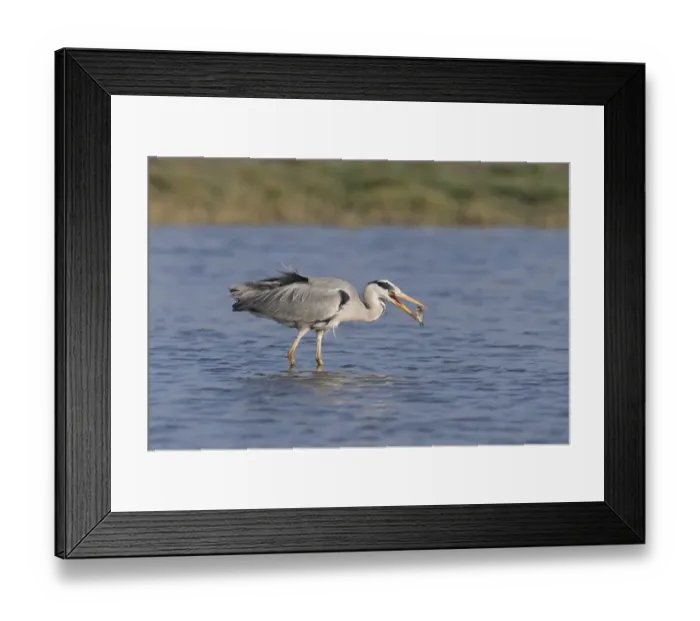 Framed Print : Grey Heron (Ardea cinerea) adult, positioning fish prey in beak, standing in pond, Suffolk, England, May