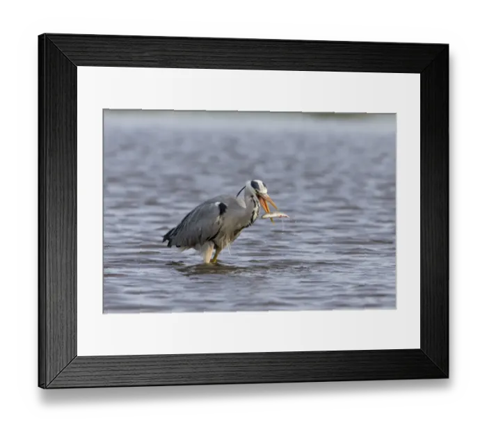 Framed Print : Grey Heron (Ardea cinerea) adult, catching Common Rudd (Scardinius erythrophthalmus) prey, standing in pond, Suffolk Framed Print : Grey Heron (Ardea cinerea) adult, catching Common Rudd (Scardinius erythrophthalmus) prey, standing in pond, Suffolk
