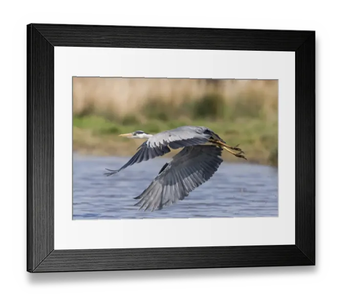 Framed Print : Grey Heron (Ardea cinerea) adult, in flight over pond, Suffolk, England, May Framed Print : Grey Heron (Ardea cinerea) adult, in flight over pond, Suffolk, England, May