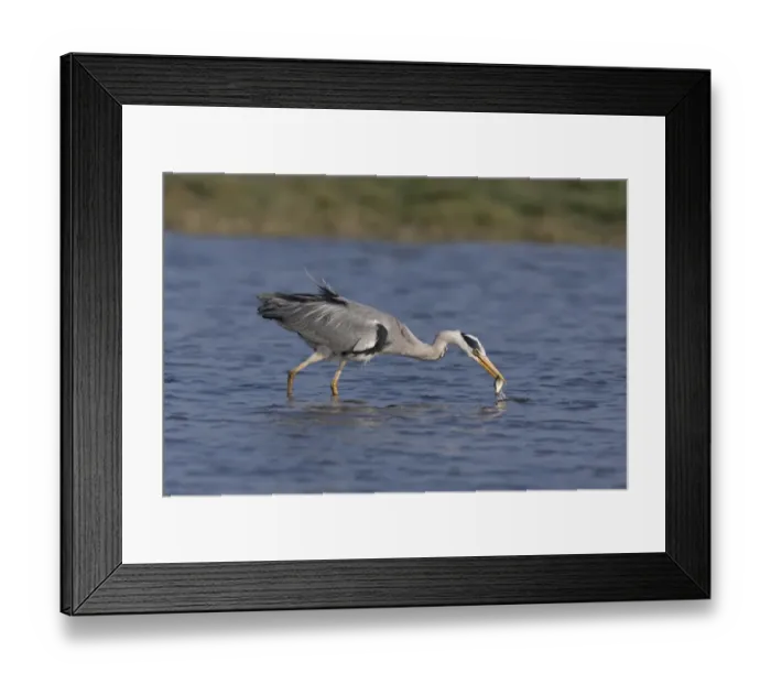 Framed Print : Grey Heron (Ardea cinerea) adult, catching fish prey, standing in pond, Suffolk, England, May Framed Print : Grey Heron (Ardea cinerea) adult, catching fish prey, standing in pond, Suffolk, England, May