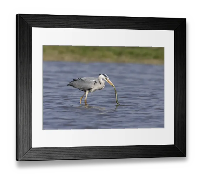 Framed Print : Grey Heron (Ardea cinerea) adult, with Grass Snake (Natrix natrix) prey in beak, standing in pond, Suffolk, England Framed Print : Grey Heron (Ardea cinerea) adult, with Grass Snake (Natrix natrix) prey in beak, standing in pond, Suffolk, England