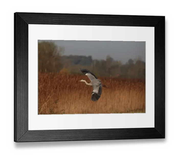 Framed Print : Grey Heron (Ardea cinerea) adult, in flight over reedbed, Norfolk, England, November Framed Print : Grey Heron (Ardea cinerea) adult, in flight over reedbed, Norfolk, England, November
