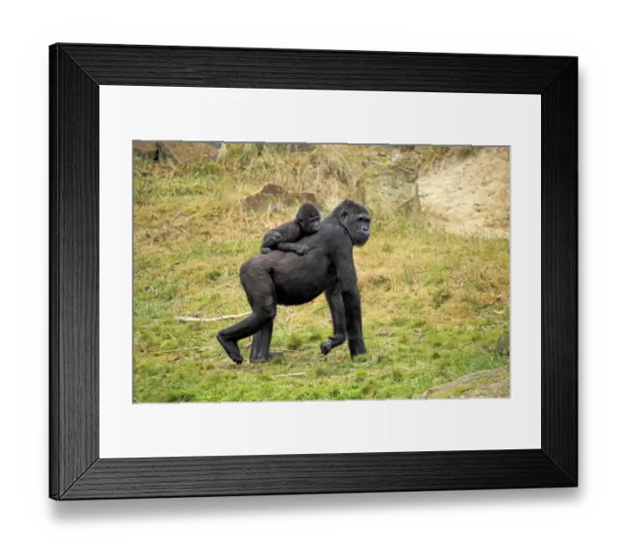 Framed Print : Western Lowland Gorilla (Gorilla gorilla gorilla) adult female with young on back (captive) Framed Print : Western Lowland Gorilla (Gorilla gorilla gorilla) adult female with young on back (captive)