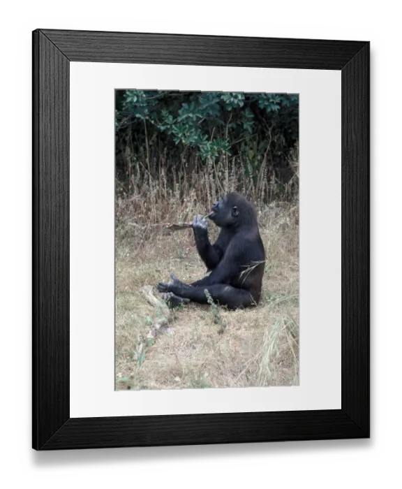 Framed Print : Western Lowland Gorilla (Gorilla g gorilla) Cleaning teeth with stick