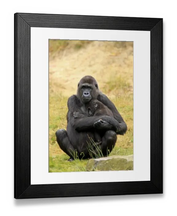 Framed Print : Western Lowland Gorilla (Gorilla gorilla gorilla) adult female holding young (captive)