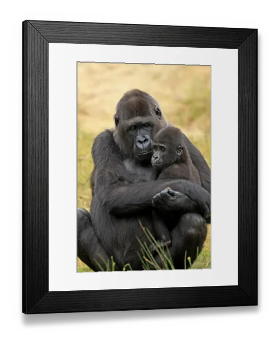 Framed Print : Western Lowland Gorilla (Gorilla gorilla gorilla) adult female holding young (captive) Framed Print : Western Lowland Gorilla (Gorilla gorilla gorilla) adult female holding young (captive)