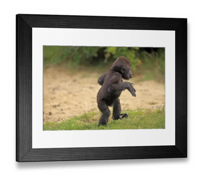 Framed Print : Western Lowland Gorilla (Gorilla gorilla gorilla) young, walking on grass (captive) Framed Print : Western Lowland Gorilla (Gorilla gorilla gorilla) young, walking on grass (captive)