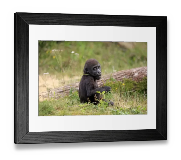 Framed Print : Western Lowland Gorilla (Gorilla gorilla gorilla) young, with stem in mouth, sitting on grass (captive) Framed Print : Western Lowland Gorilla (Gorilla gorilla gorilla) young, with stem in mouth, sitting on grass (captive)