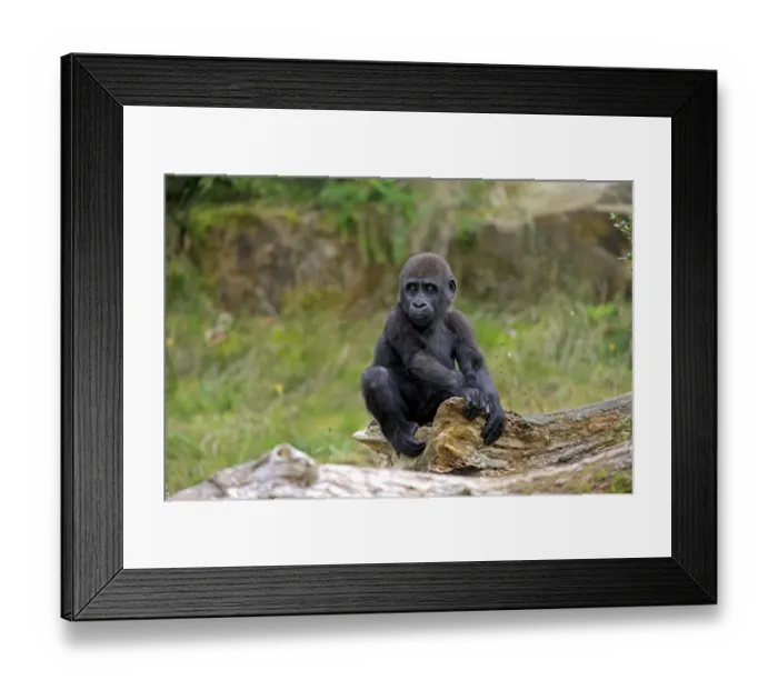 Framed Print : Western Lowland Gorilla (Gorilla gorilla gorilla) young, sitting on log (captive) Framed Print : Western Lowland Gorilla (Gorilla gorilla gorilla) young, sitting on log (captive)