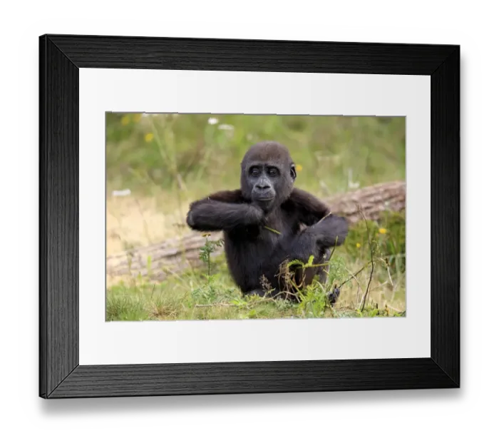 Framed Print : Western Lowland Gorilla (Gorilla gorilla gorilla) young, sitting on grass (captive) Framed Print : Western Lowland Gorilla (Gorilla gorilla gorilla) young, sitting on grass (captive)