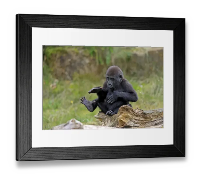 Framed Print : Western Lowland Gorilla (Gorilla gorilla gorilla) young, chest beating, sitting on log (captive) Framed Print : Western Lowland Gorilla (Gorilla gorilla gorilla) young, chest beating, sitting on log (captive)