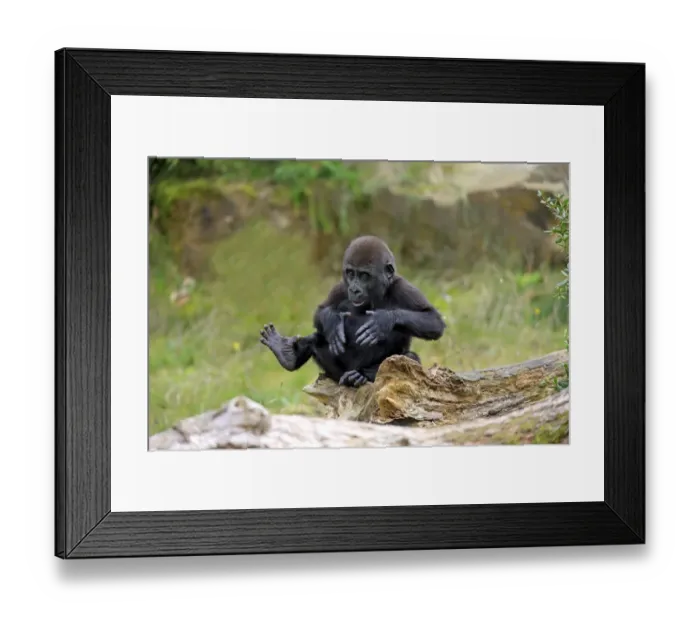 Framed Print : Western Lowland Gorilla (Gorilla gorilla gorilla) young, chest beating, sitting on log (captive) Framed Print : Western Lowland Gorilla (Gorilla gorilla gorilla) young, chest beating, sitting on log (captive)