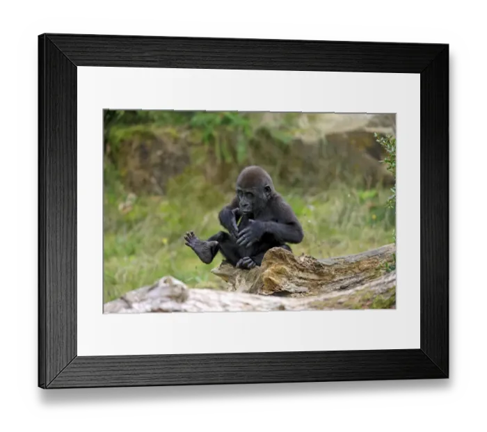 Framed Print : Western Lowland Gorilla (Gorilla gorilla gorilla) young, chest beating, sitting on log (captive) Framed Print : Western Lowland Gorilla (Gorilla gorilla gorilla) young, chest beating, sitting on log (captive)