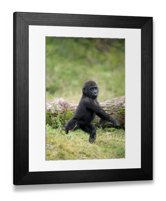 Framed Print : Western Lowland Gorilla (Gorilla gorilla gorilla) young, standing on grass (captive) Framed Print : Western Lowland Gorilla (Gorilla gorilla gorilla) young, standing on grass (captive)