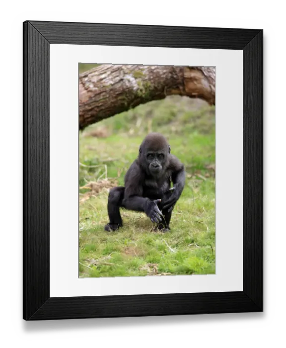 Framed Print : Western Lowland Gorilla (Gorilla gorilla gorilla) young, standing on grass (captive)