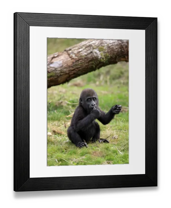 Framed Print : Western Lowland Gorilla (Gorilla gorilla gorilla) young, sitting on grass (captive) Framed Print : Western Lowland Gorilla (Gorilla gorilla gorilla) young, sitting on grass (captive)